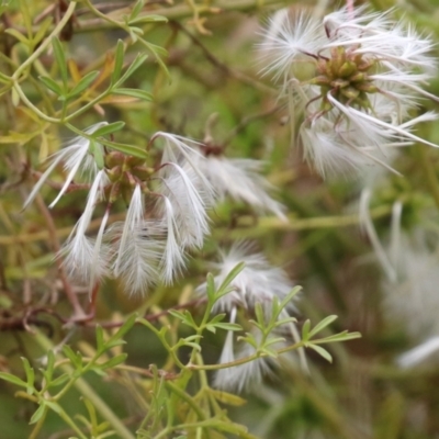 Clematis leptophylla (Small-leaf Clematis, Old Man's Beard) at Booth, ACT - 24 Nov 2023 by RodDeb