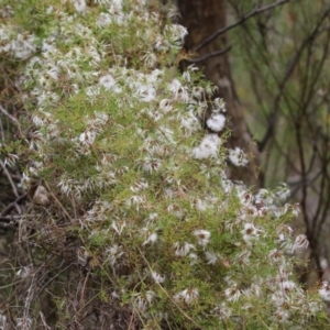 Clematis leptophylla at Gigerline Nature Reserve - 24 Nov 2023 11:52 AM