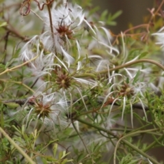 Clematis leptophylla at Gigerline Nature Reserve - 24 Nov 2023