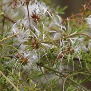 Clematis leptophylla at Gigerline Nature Reserve - 24 Nov 2023