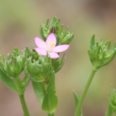 Centaurium sp. (Centaury) at Booth, ACT - 24 Nov 2023 by RodDeb