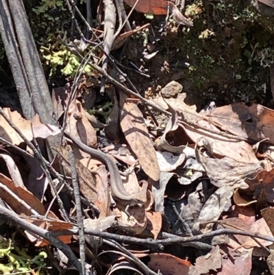 Lampropholis guichenoti (Common Garden Skink) at Cotter River, ACT - 26 Nov 2023 by Mikayla93