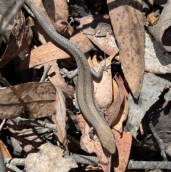 Lampropholis guichenoti at Lower Cotter Catchment - 26 Nov 2023