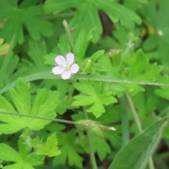 Geranium gardneri (Rough Crane's-Bill) at Booth, ACT - 24 Nov 2023 by RodDeb