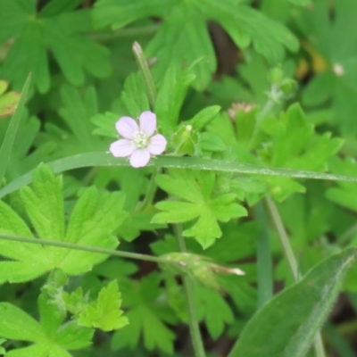 Geranium gardneri (Rough Crane's-Bill) at Gigerline Nature Reserve - 24 Nov 2023 by RodDeb