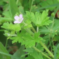 Geranium gardneri at Gigerline Nature Reserve - 24 Nov 2023 12:45 PM