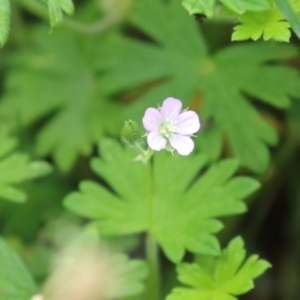 Geranium gardneri at Gigerline Nature Reserve - 24 Nov 2023 12:45 PM