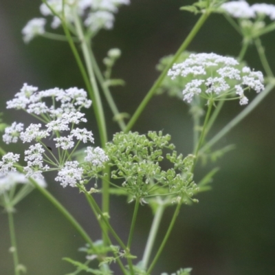 Conium maculatum (Hemlock) at Booth, ACT - 24 Nov 2023 by RodDeb