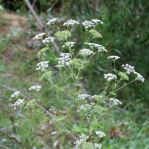 Conium maculatum at Gigerline Nature Reserve - 24 Nov 2023 01:16 PM