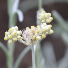 Pseudognaphalium luteoalbum (Jersey Cudweed) at Gigerline Nature Reserve - 24 Nov 2023 by RodDeb