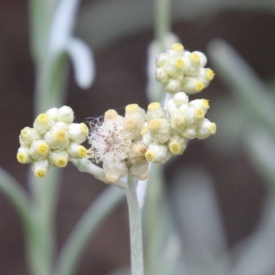 Pseudognaphalium luteoalbum (Jersey Cudweed) at Booth, ACT - 24 Nov 2023 by RodDeb