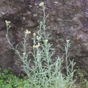 Pseudognaphalium luteoalbum at Gigerline Nature Reserve - 24 Nov 2023 01:15 PM