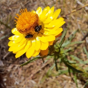 Mordellidae (family) at Justice Robert Hope Reserve (JRH) - 26 Nov 2023 11:38 AM