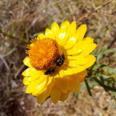 Mordellidae (family) at Justice Robert Hope Reserve (JRH) - 26 Nov 2023 11:38 AM