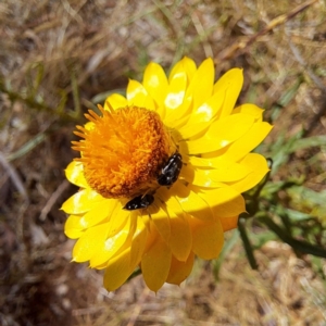 Mordellidae (family) at Justice Robert Hope Reserve (JRH) - 26 Nov 2023 11:38 AM