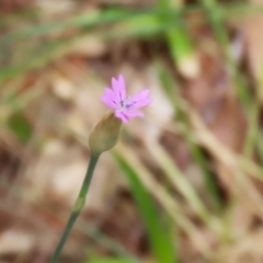 Petrorhagia nanteuilii (Proliferous Pink, Childling Pink) at Booth, ACT - 24 Nov 2023 by RodDeb