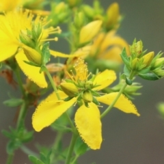 Hypericum perforatum (St John's Wort) at Booth, ACT - 24 Nov 2023 by RodDeb