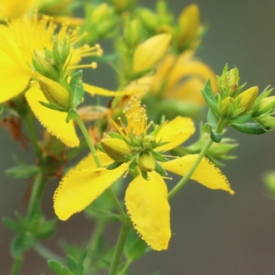 Hypericum perforatum (St John's Wort) at Gigerline Nature Reserve - 24 Nov 2023 by RodDeb