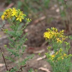 Hypericum perforatum at Gigerline Nature Reserve - 24 Nov 2023 12:32 PM