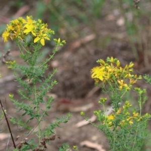 Hypericum perforatum at Gigerline Nature Reserve - 24 Nov 2023