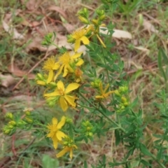 Hypericum perforatum at Gigerline Nature Reserve - 24 Nov 2023 12:32 PM