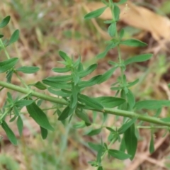 Hypericum perforatum at Gigerline Nature Reserve - 24 Nov 2023