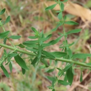 Hypericum perforatum at Gigerline Nature Reserve - 24 Nov 2023 12:32 PM