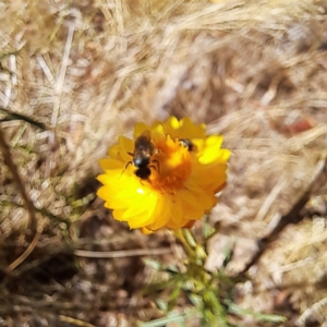 Halictidae (family) at Justice Robert Hope Reserve (JRH) - 26 Nov 2023 11:39 AM