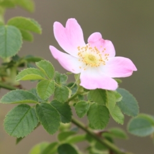 Rosa rubiginosa at Gigerline Nature Reserve - 24 Nov 2023
