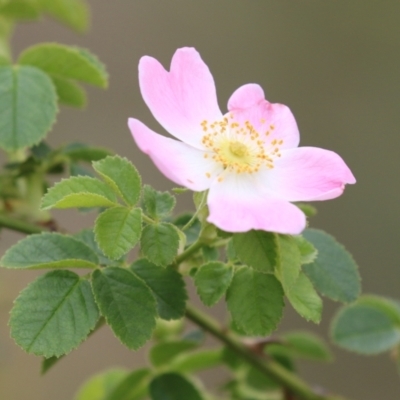 Rosa rubiginosa (Sweet Briar, Eglantine) at Booth, ACT - 24 Nov 2023 by RodDeb