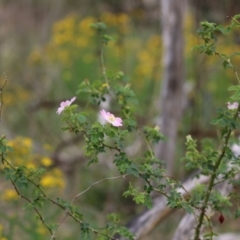 Rosa rubiginosa at Gigerline Nature Reserve - 24 Nov 2023