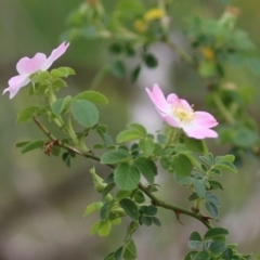 Rosa rubiginosa at Gigerline Nature Reserve - 24 Nov 2023 12:02 PM