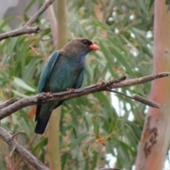 Eurystomus orientalis (Dollarbird) at Pine Island to Point Hut - 25 Nov 2023 by RodDeb