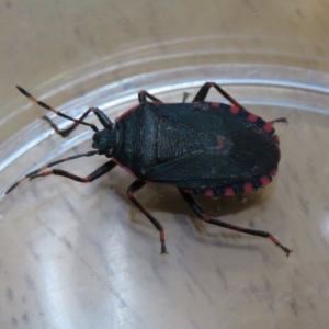 Notius depressus at Macarthur, ACT - 25 Nov 2023 10:51 AM