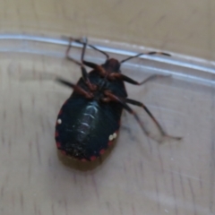 Notius depressus at Macarthur, ACT - 25 Nov 2023 10:51 AM