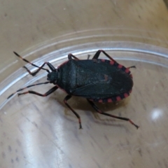 Notius depressus at Macarthur, ACT - 25 Nov 2023 10:51 AM