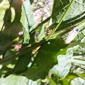 Ellipsidion australe at Justice Robert Hope Reserve (JRH) - 26 Nov 2023