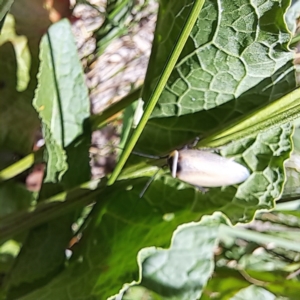 Ellipsidion australe at Justice Robert Hope Reserve (JRH) - 26 Nov 2023