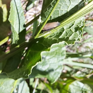 Ellipsidion australe at Justice Robert Hope Reserve (JRH) - 26 Nov 2023