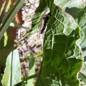 Ellipsidion australe at Justice Robert Hope Reserve (JRH) - 26 Nov 2023