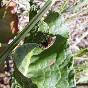 Ellipsidion australe at Justice Robert Hope Reserve (JRH) - 26 Nov 2023