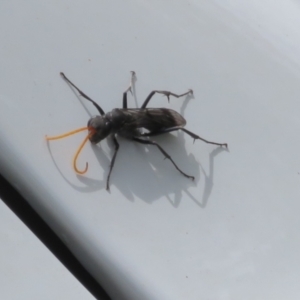 Fabriogenia sp. (genus) at Macarthur, ACT - 25 Nov 2023 12:58 PM