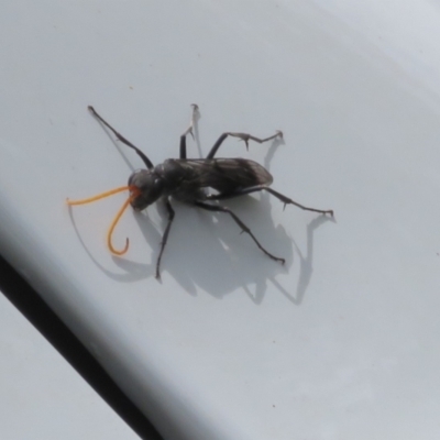 Fabriogenia sp. (genus) (Spider wasp) at Macarthur, ACT - 25 Nov 2023 by RodDeb