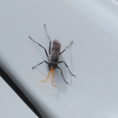 Fabriogenia sp. (genus) at Macarthur, ACT - 25 Nov 2023 12:58 PM