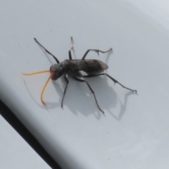 Fabriogenia sp. (genus) at Macarthur, ACT - 25 Nov 2023 12:58 PM