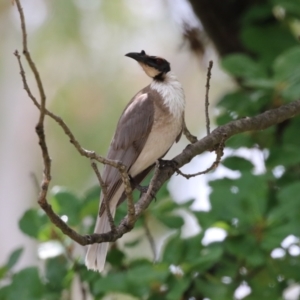 Philemon corniculatus at Pine Island to Point Hut - 25 Nov 2023