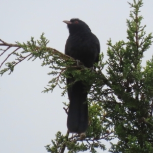 Eudynamys orientalis at Macarthur, ACT - 24 Nov 2023