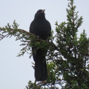 Eudynamys orientalis at Macarthur, ACT - 24 Nov 2023 03:15 PM