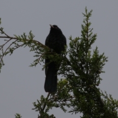 Eudynamys orientalis at Macarthur, ACT - 24 Nov 2023