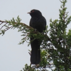 Eudynamys orientalis at Macarthur, ACT - 24 Nov 2023 03:15 PM